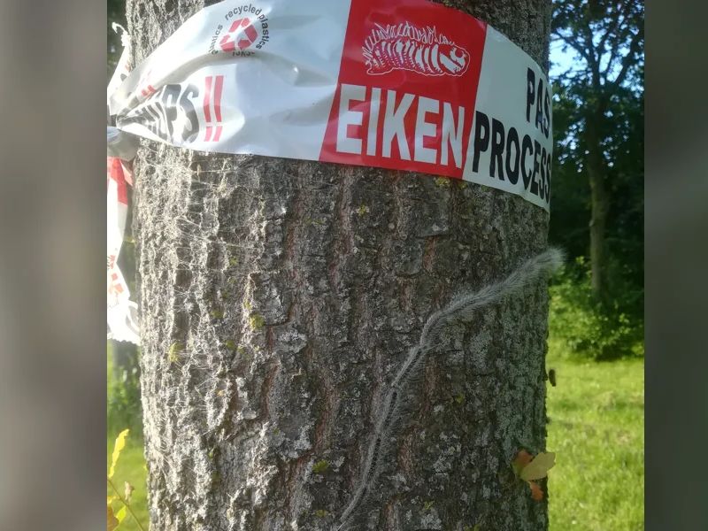Foto van een boom met daaromheen lint van Eiken Processierups