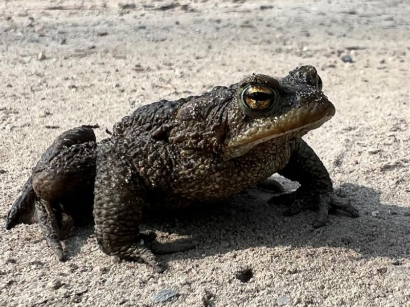 Paddentrek in Zeewolde: help de amfibieën veilig over