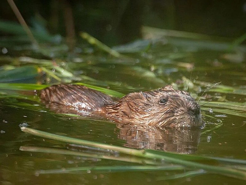 Muskusrat zwemt in water