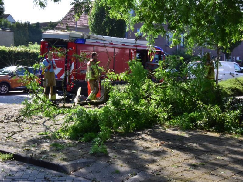 Brandweer die de grote tak opruimt