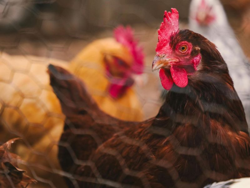 Vogelgriep op bedrijf in Biddinghuizen, 55.000 kippen geruimd