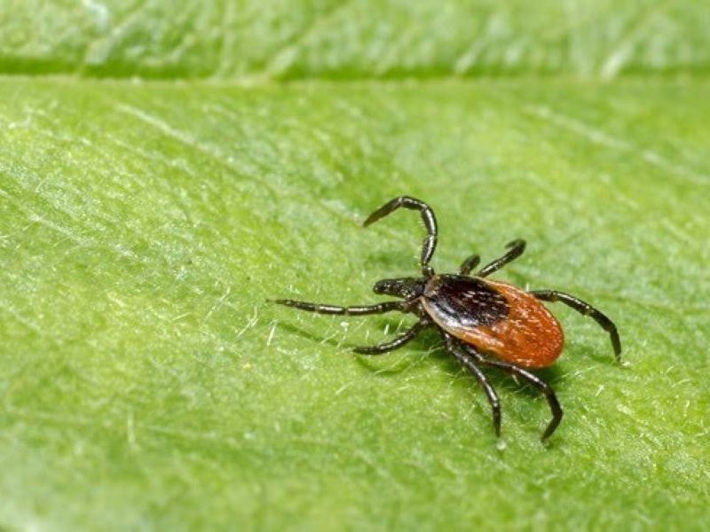 Een teek op een blad