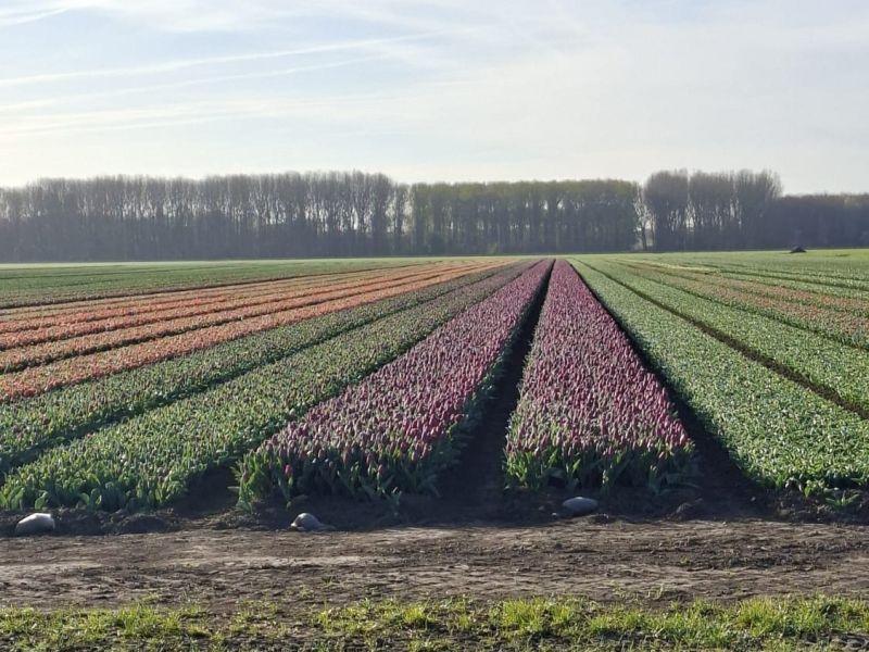 Tulpenroute Flevoland gaat vandaag van start