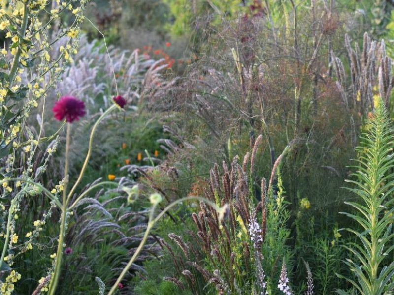 Beplanting uit de tuin van Imekerij Kirstenbosch