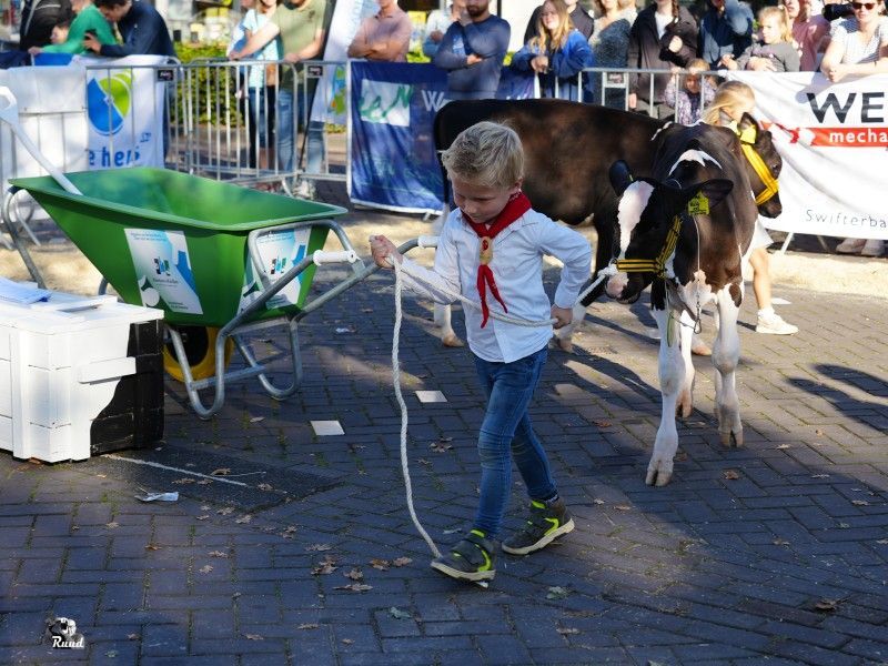 Een jongetje vol trots in de ring met zijn kalf