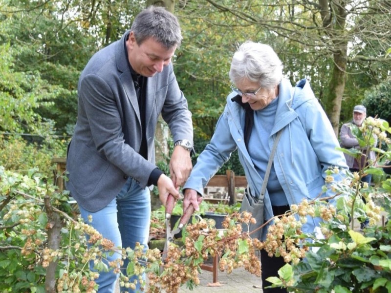 Doorknippen van een streng hop met heggenschaar.