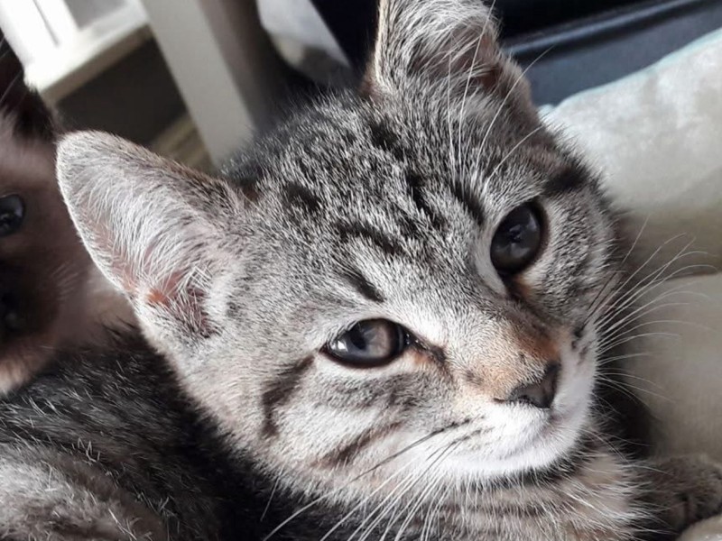 Foto van vermiste poes Tijger die na zeven jaar werd teruggevonden.