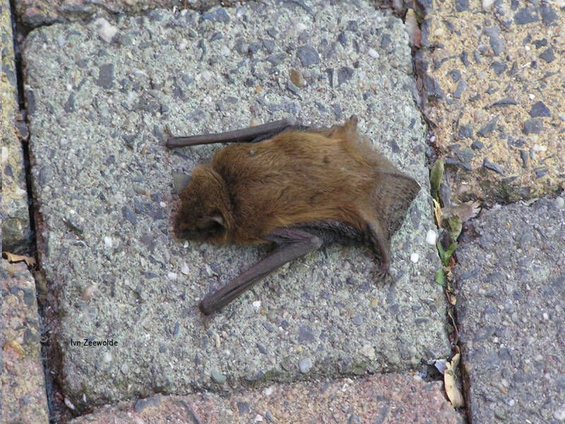 Vleermuis op de stoel bij daglicht