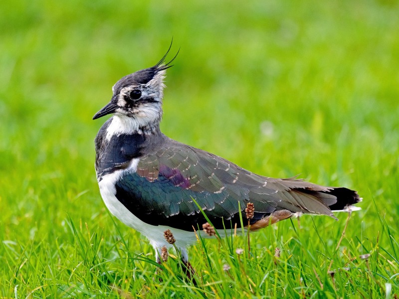 Gratis cursus leert vrijwilligers nesten van weidevogels beschermen