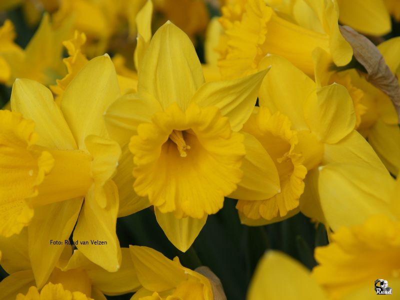 Narcissen van dichtbij