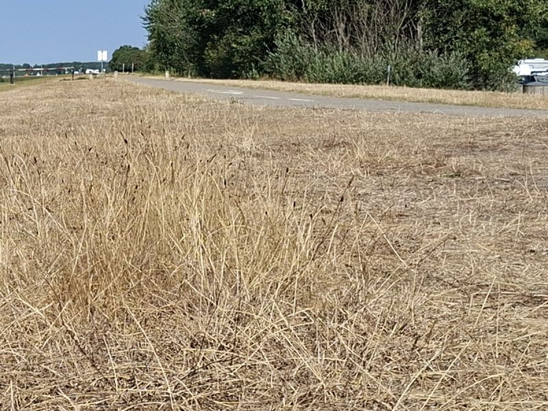 Een droge dijk maar nog wel met groene bomen, dit met een fietspad ook over de dijk heen