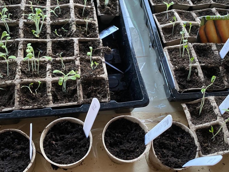 Zaden lenen in de bibliotheek: Zeewolde krijgt eigen zadenbieb