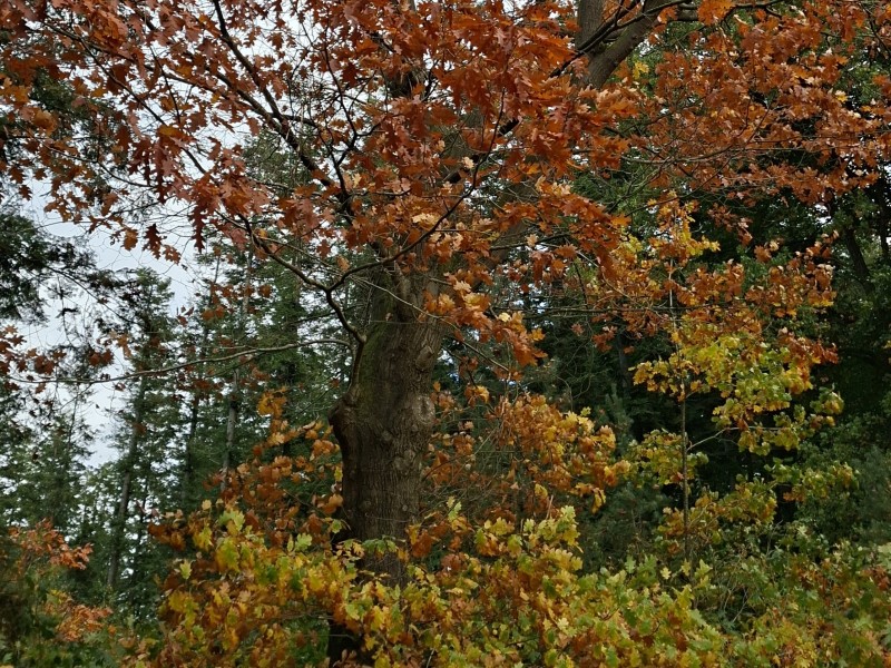 Gekleurde bladeren in het bos