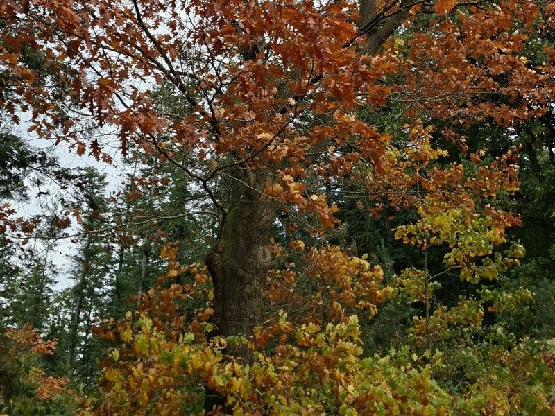 Herfst in het bos, drukke tijden voor Staatsbosbeheer