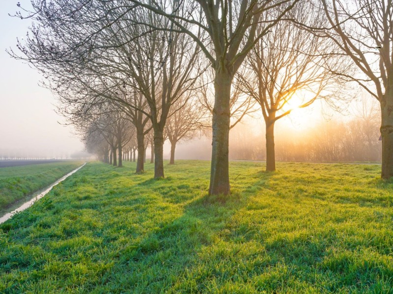 Bomen op grasveld met water en weg er naast.