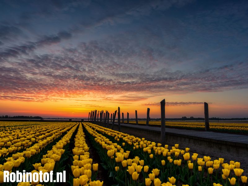 'Kikker in je bil' op 1 april in Zeewolde