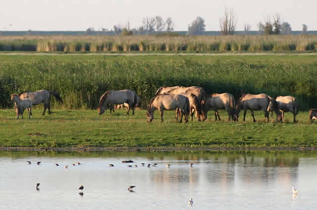 Pieter van Geel voorzitter begeleidingscommissie Oostvaardersplassen