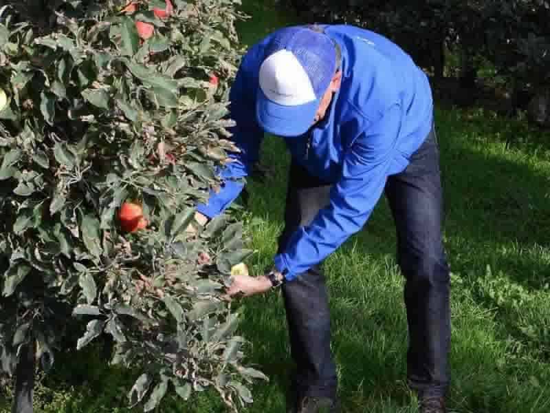 Appels plukken bij Fruithal Smits
