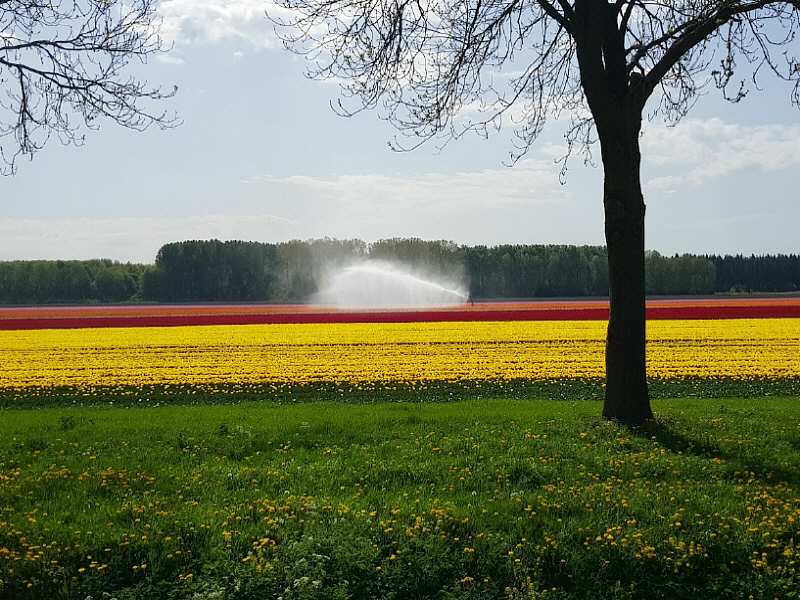 Belevingsdag Tulpenveld Slingerpad
