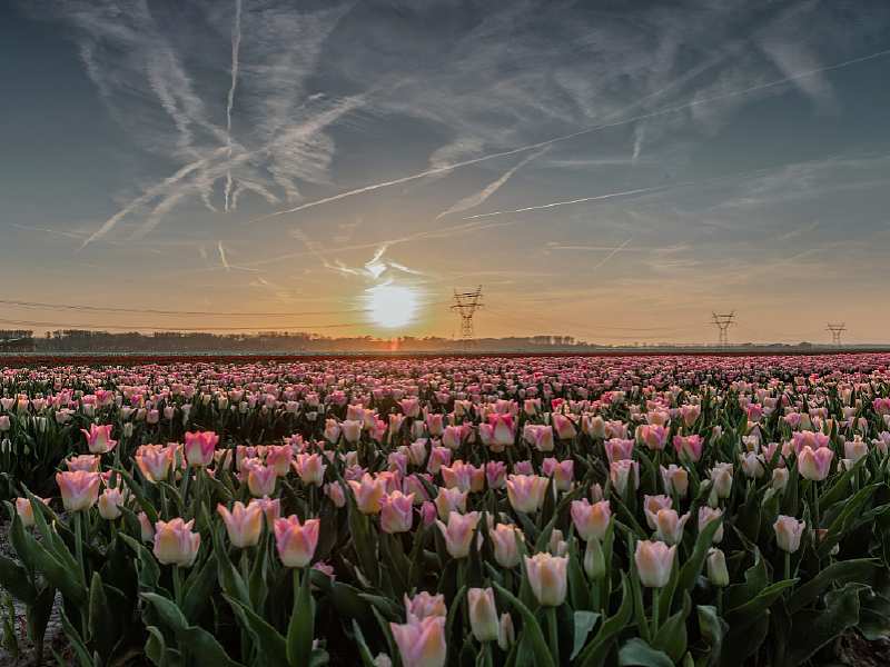 Opening Tulpenroute Flevoland op 13 april