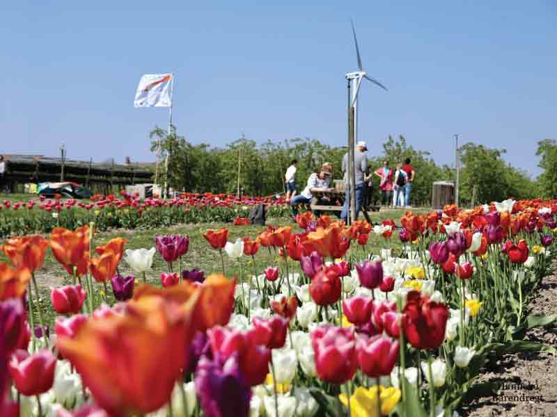 Boerenbedrijvigheid langs tulpenroute