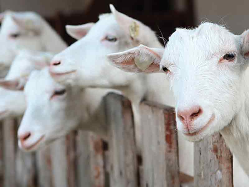 Voorbereidingsbesluit Geitenhouderijen Flevoland