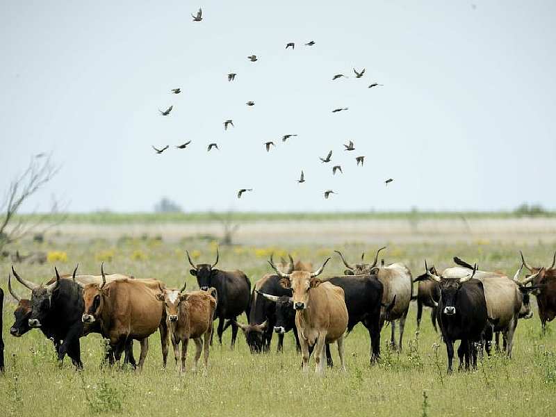 Provincie Flevoland onderzoekt anticonceptie grote grazers Oostvaardersplassen