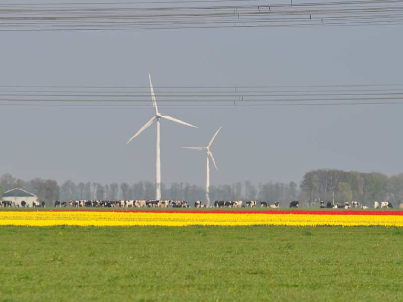 Ondernemers gezocht voor Tulpenroute Zuidlob