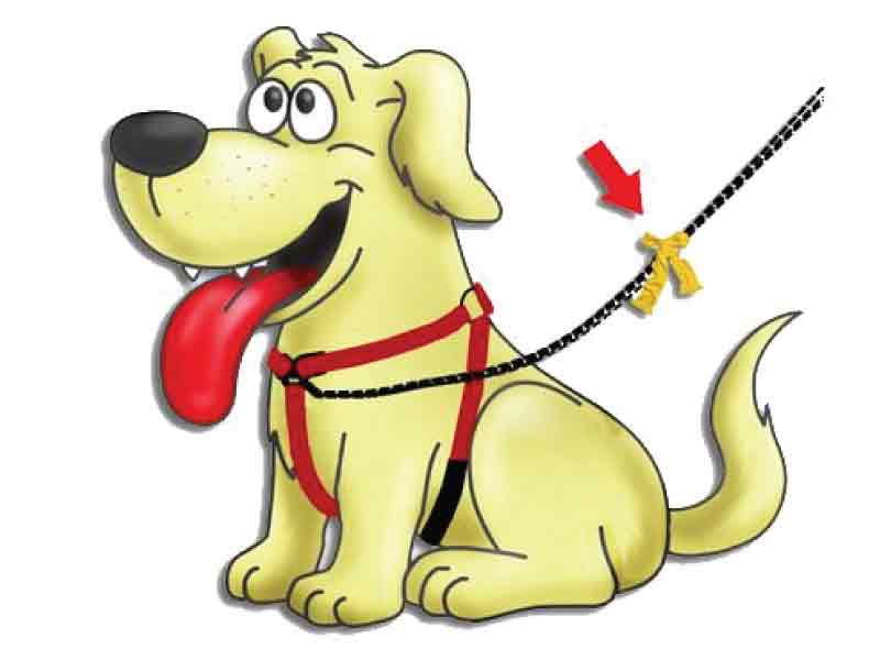 Verscherpte controle honden