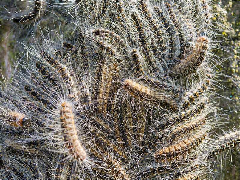 Eikenprocessierupsbestrijding