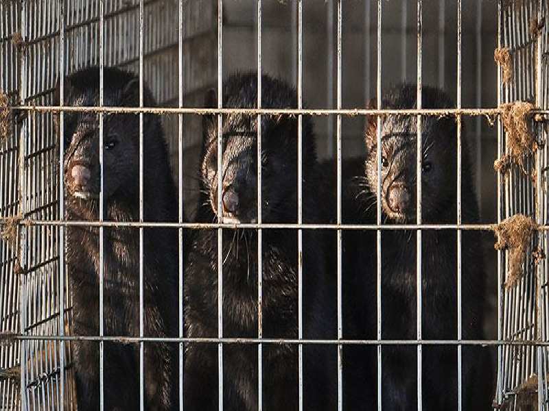 Nertsenfokkerij, foto: Animal Rights