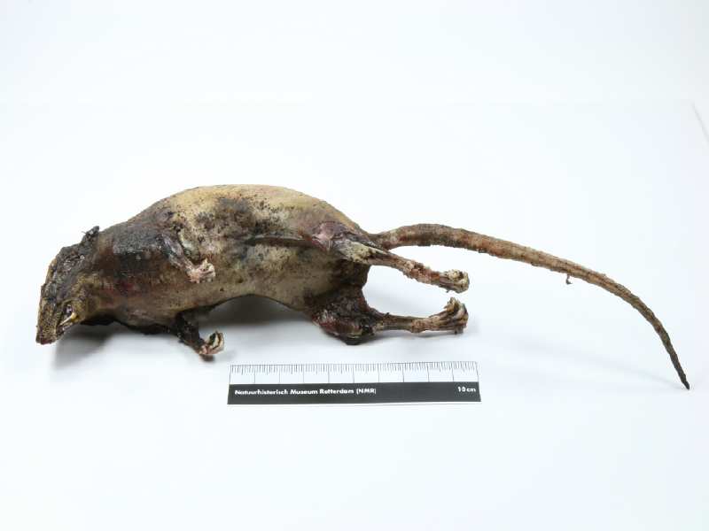 Geschokte rat uit Zeewolde te zien in tentoonstelling Dode Dieren met een verhaal