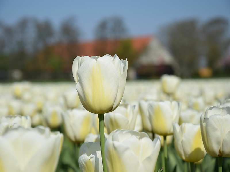 75 jaar vrijheid bij Tulpenroute