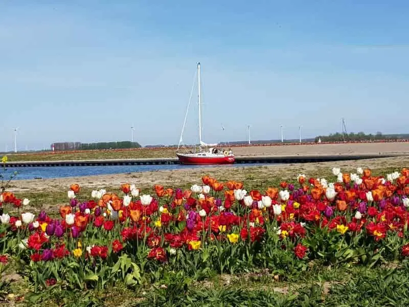 Tulpeiland en Tulpenroute klaar voor  7e editie