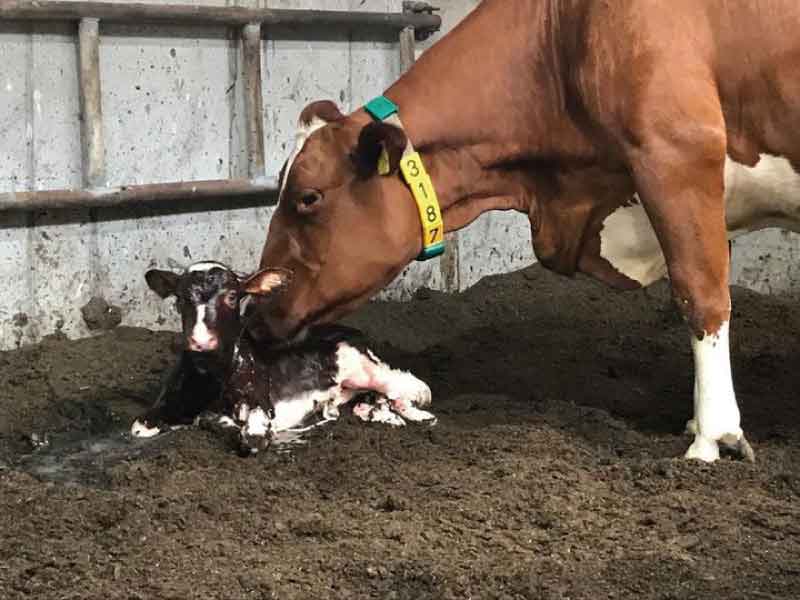 Vakantietip: Kalf verdwenen bij Boeren Pitstop