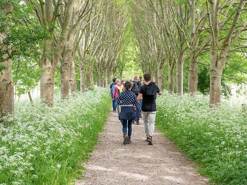 Wandelpad met Fluitekruid