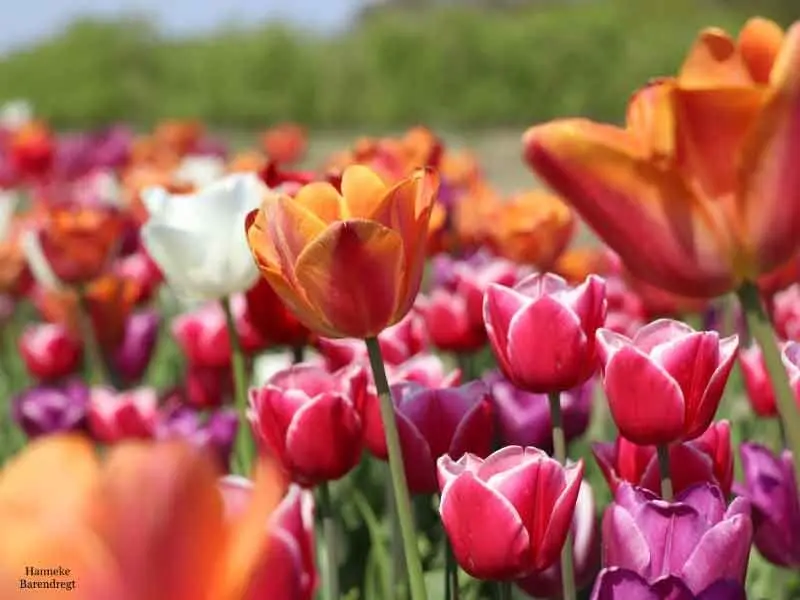 Zorgeloos genieten van Tulpenroute