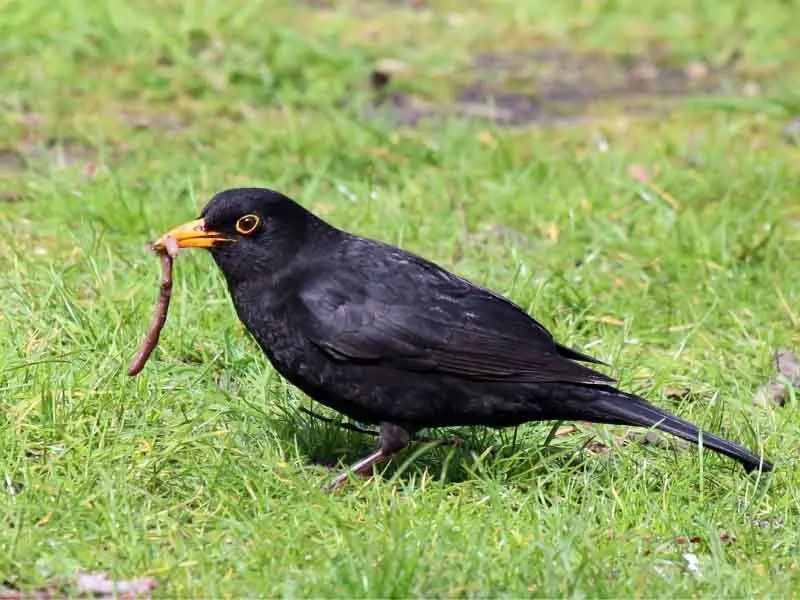 Gezonde bodem is goed voor een fitte tuin