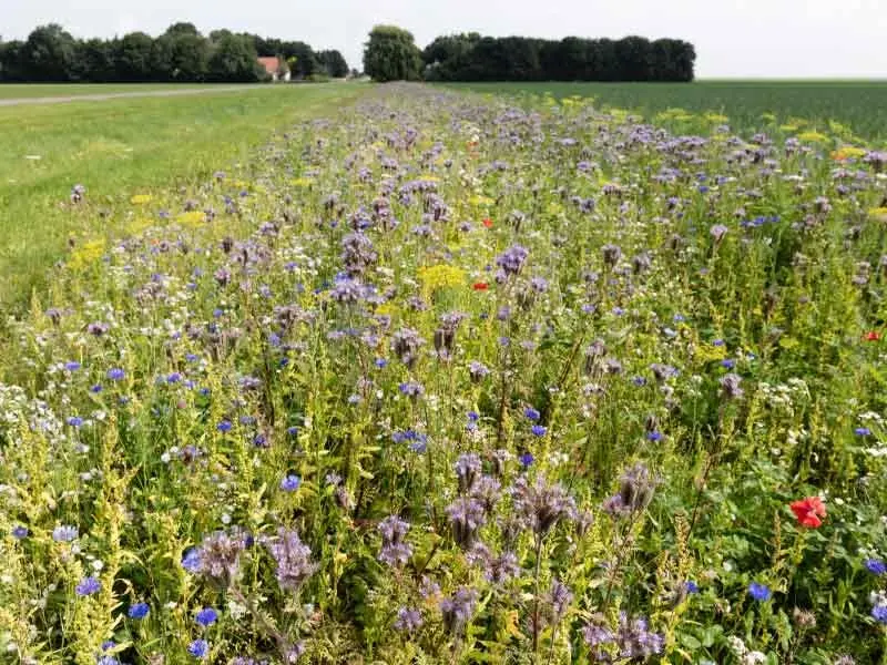 Flevoland versterkt komende jaren de biodiversiteit