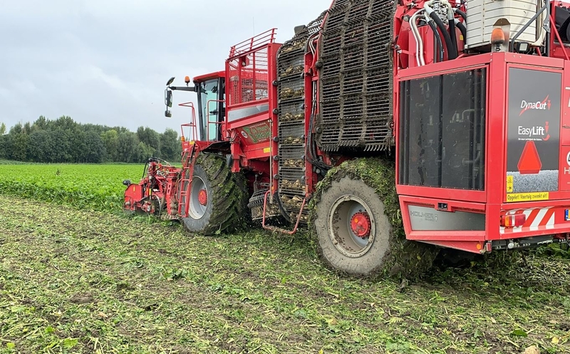 Bieten rooien in Flevolandse polders