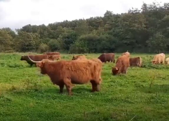 Schotse hooglanders in Stille Kern