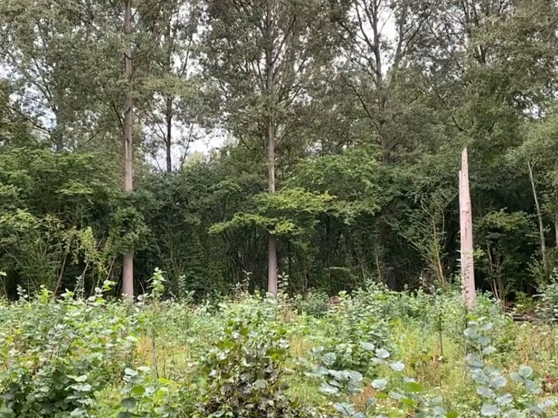 Kerken hopen op coronaherdenkingsbos in Zeewolde