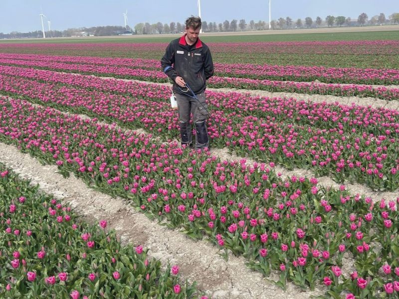 Tulpen selecteren op eindeloze bollenpercelen