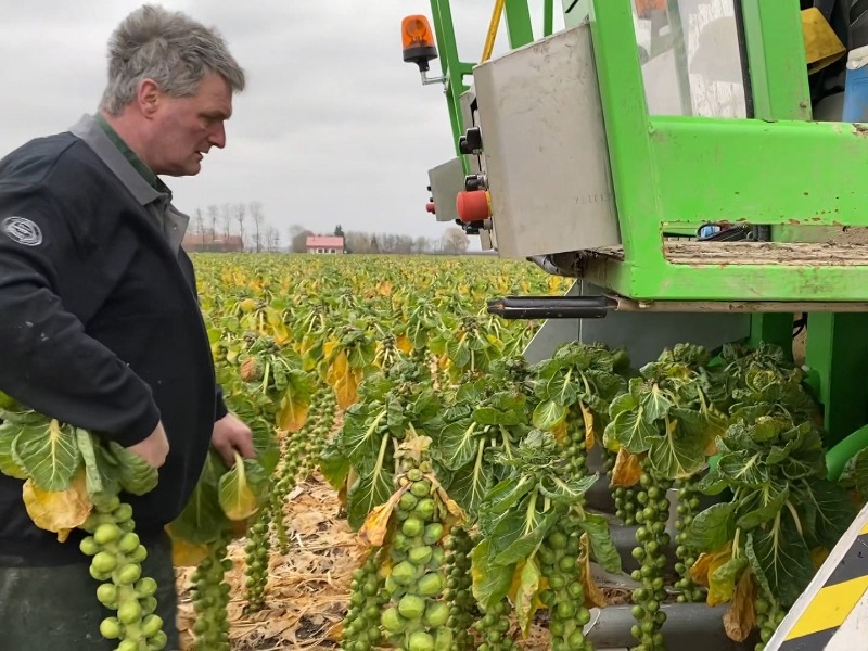 Broers uit Zeewolde hebben eerste automatische spruitenplukmachine ter wereld 
