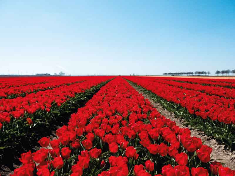 Flevoland gaat weer uit zijn bol!