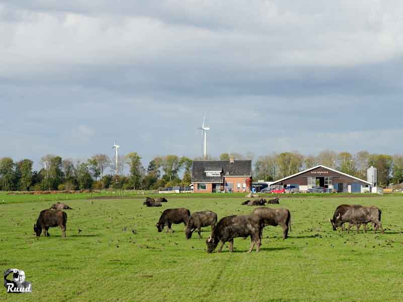 Laatste open dag van The Buffel Company