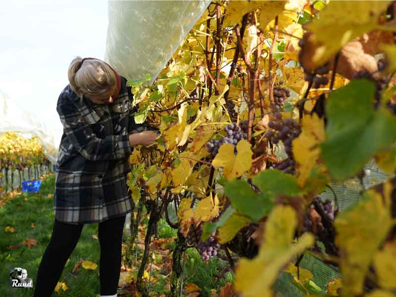 Goed druivenjaar bij Wijngoed Wilgenhorst