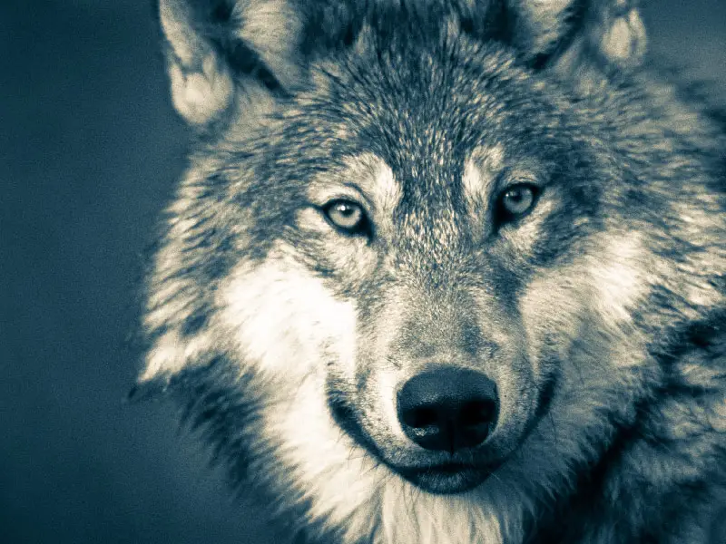 “De wolf is een enorme verrijking van onze biodiversiteit”