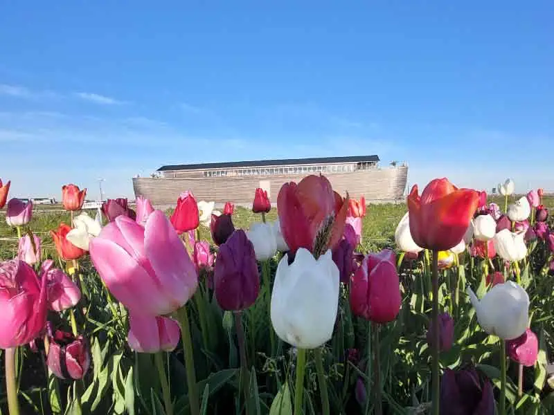De ark aangemeerd op het tulpeiland met tulpen nog in bloei