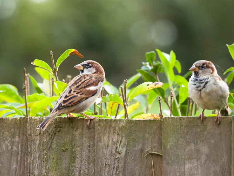 2 mussen op rand van schutting met planten erachter